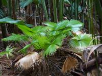 Junge Palmblätter in einer Lichtung im Vallée de Mai - Praslin
